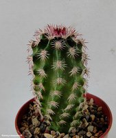 Echinocereus bristolii L 607