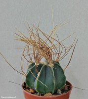 Astrophytum senile v. Aureum 