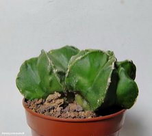 Astrophytum hybrid 29 ('Fukuryu Rokkotsu') Дуэт 