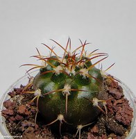 Discocactus subviridigriseus