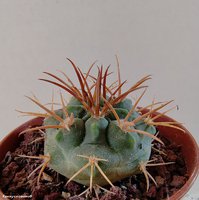 Gymnocalycium catamarcense GN 1015/3544