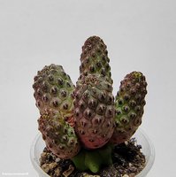 Sulcorebutia rauschii WR 289 “  3