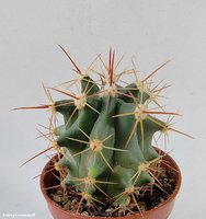 Ferocactus rectispinus