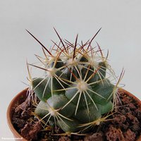 Coryphantha delaetiana