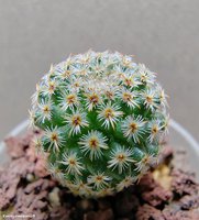 Mammillaria crucigera SB 529