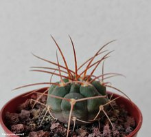 Gymnocalycium guanchinense VG 231