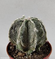  Astrophytum hybrid 26 (myriostigma 'Fukuryu Rokkotsu')