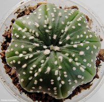 Astrophytum asterias cv. 'Super Kabuto Star Shape