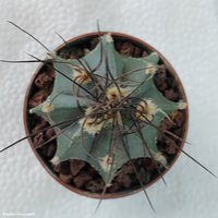 Astrophytum capricorne v. minor SB1171       