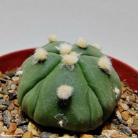 Astrophytum asterias сv 'Fukuriyo' f. Nudum