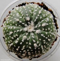 Astrophytum asterias cv. 'Super Kabuto Star Shape