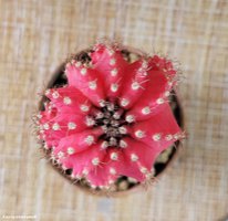 Gymnocalycium mihanovichii variegata 3