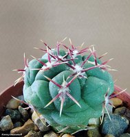 Thelocactus hexaedrophorus v. lloydii SB 113  