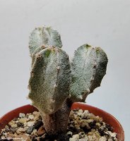  Astrophytum myriostigma v. columnare