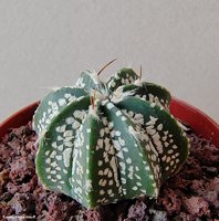 Astrophytum CAPxSK 3