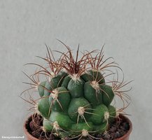 Gymnocalycium saglione GN 1095/4082 (Красная колючка)