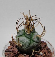 Turbinicarpus macrochele