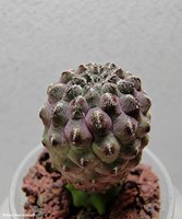 Sulcorebutia rauschii HS 121 