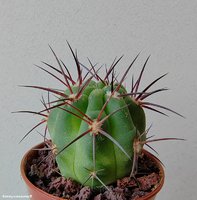 Acanthocalycium munitum WR 772