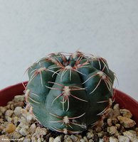 Gymnocalycium amerhauseri v. altagraciense  