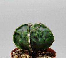  Astrophytum hybrid 7 (myriostigma 'Fukuryu Rokkotsu')