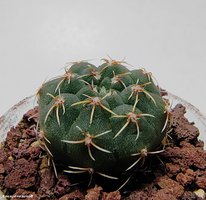 Gymnocalycium stellatum VG 271