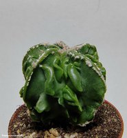 Astrophytum hybrid 9  (myriostigma 'Fukuryu Rokkotsu')