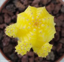 Gymnocalycium mihanovichii variegata 8