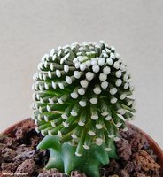 Mammillaria luethyi 7  