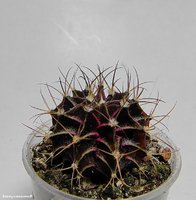 Gymnocalycium stenopleurum