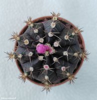 Gymnocalycium mihanovichii variegata 5