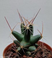 Coryphantha runionii SB 855