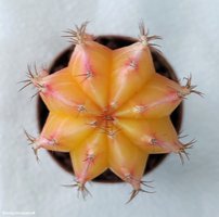 Gymnocalycium mihanovichii variegata 9