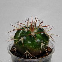 Discocactus catingicola