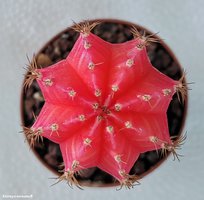 Gymnocalycium mihanovichii variegata 10