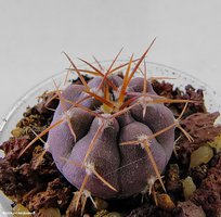 Gymnocalycium acorrugatum DD 71