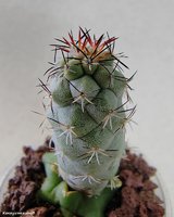 Ortegocactus macdougallii