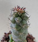 Ortegocactus 