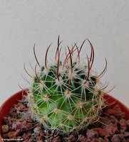 Echinofossulocactus erectocentrus MK 121.391