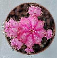 Gymnocalycium mihanovichii variegata 11