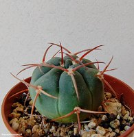 Gymnocalycium carminanthum P 133