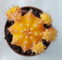 Gymnocalycium mihanovichii variegata 12