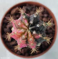 Gymnocalycium mihanovichii variegata 13