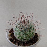 Mammillaria grahamii SB154