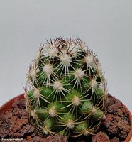 Coryphantha neglecta CZ 053  