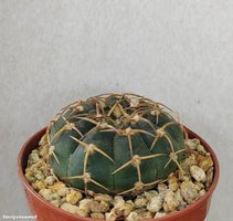 Gymnocalycium riojense ssp.paucispinum    