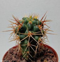 Gymnocalycium neuhuberi GN 77