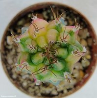 Gymnocalycium mihanovichii variegata 15