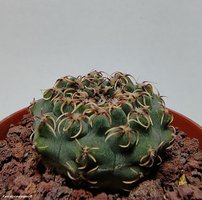 Gymnocalycium quehlianum WP91-125