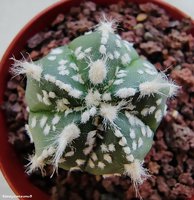 Astrophytum niveum v. Albispinum 1